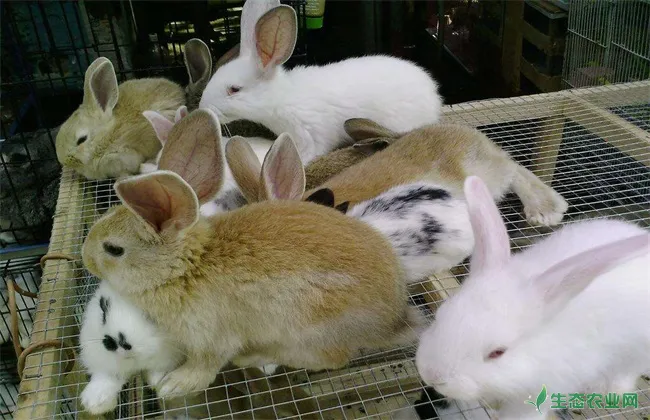 冬季肉兔饲养 肉兔饲养方法