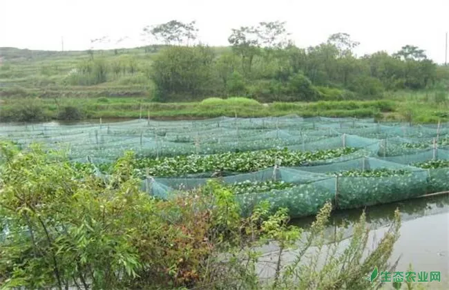 网箱养黄鳝 怎么越冬 黄鳝越冬