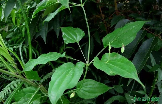 百部 种植管理 田间管理