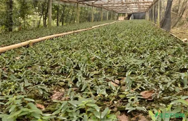 金线莲种植环境要求