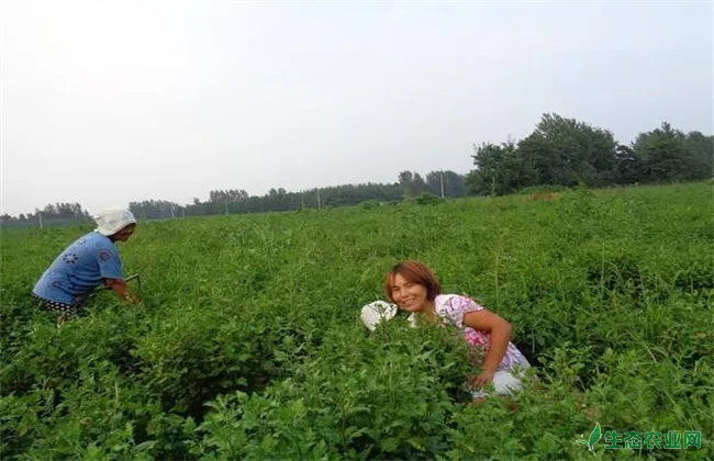 白芍田间管理技术