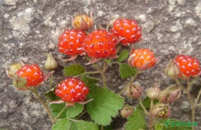 野草莓 种植 怎么管理