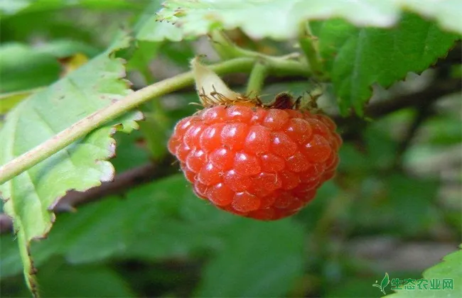 野草莓 怎么 种