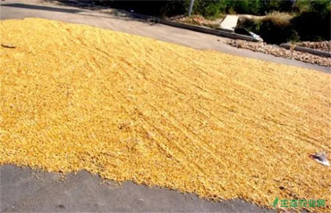 玉米播种前晒种技术