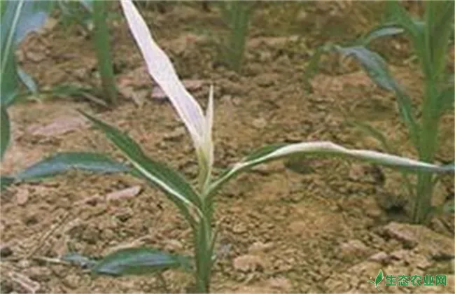 玉米白化苗原因及防治措施