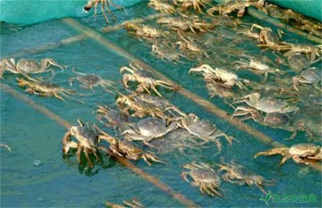 梭子蟹养殖注意事项