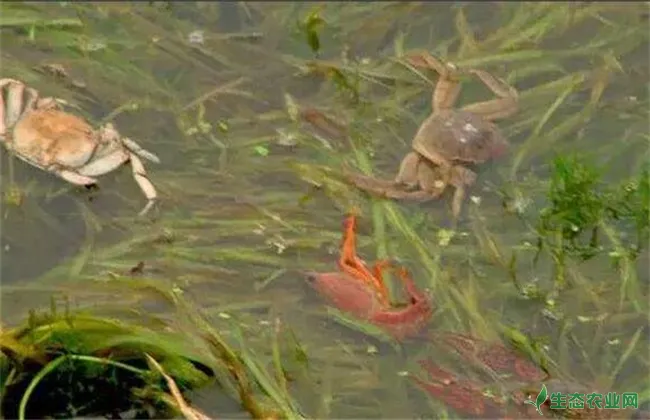 螃蟹 虾 混养技术