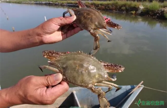 螃蟹 养殖 技术要点
