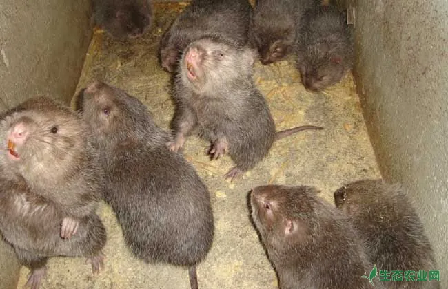 竹鼠的养殖周期