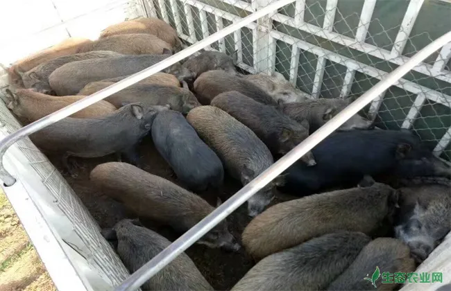 特种野猪 养殖 管理要求