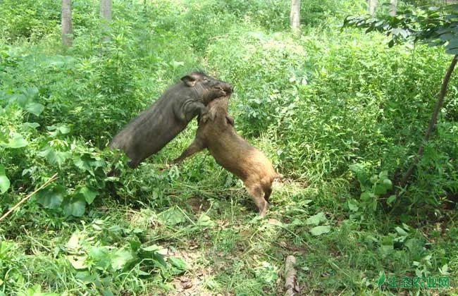 特种野猪养殖常见问题