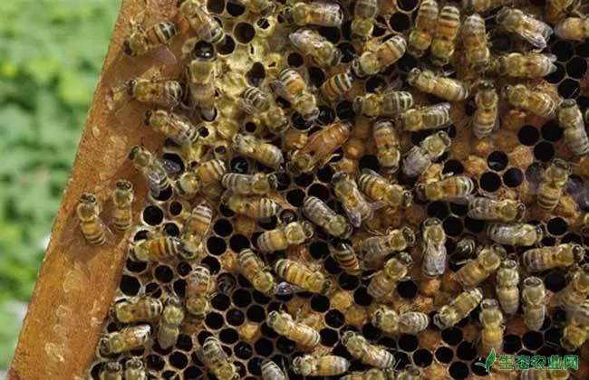 秋季蜜蜂逃跑 蜜蜂逃跑原因