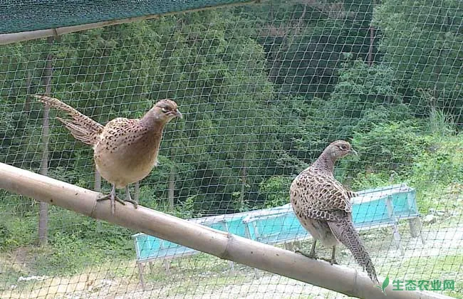 养野鸡要多大投资