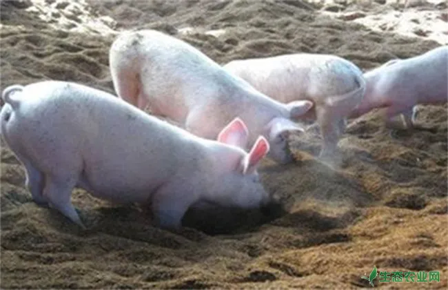 发酵床冬季养猪注意事项