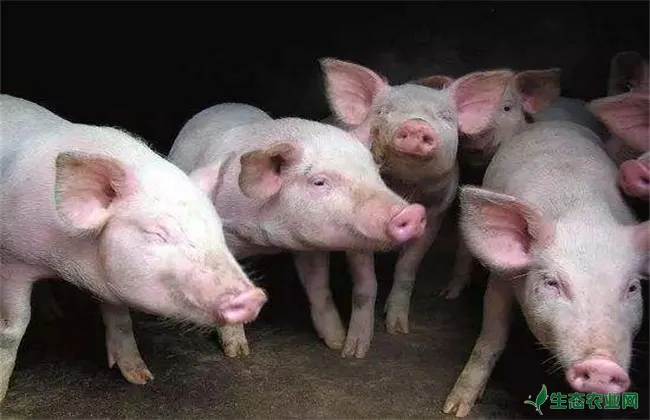 猪饲料配制 常见5大误区