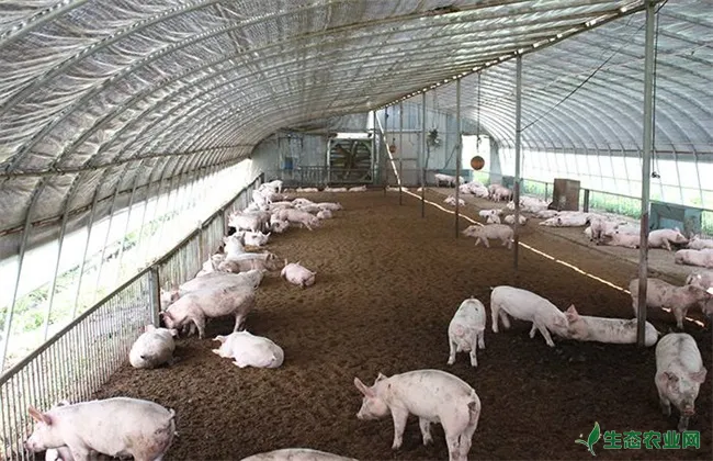环保养猪技术 环保养猪