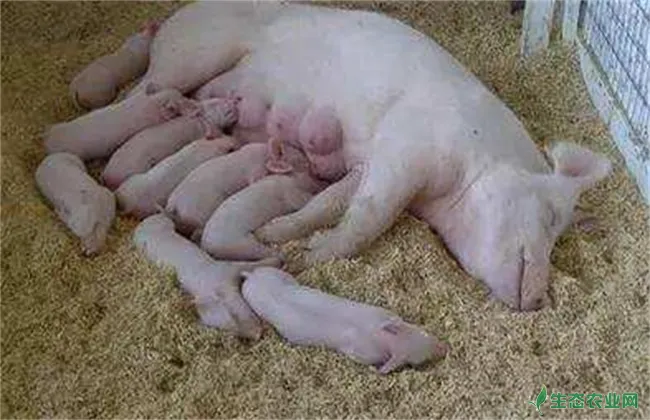 母猪产后不食原因及解决方法