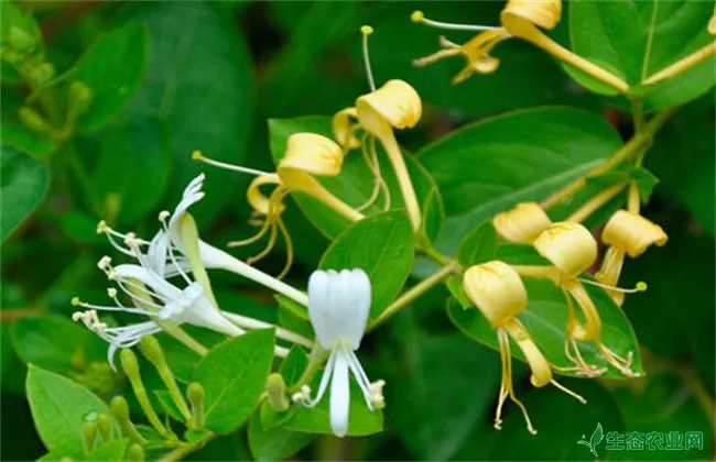 金银花种植要点