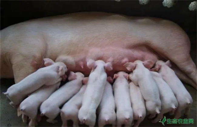母猪在哺乳期能驱虫吗