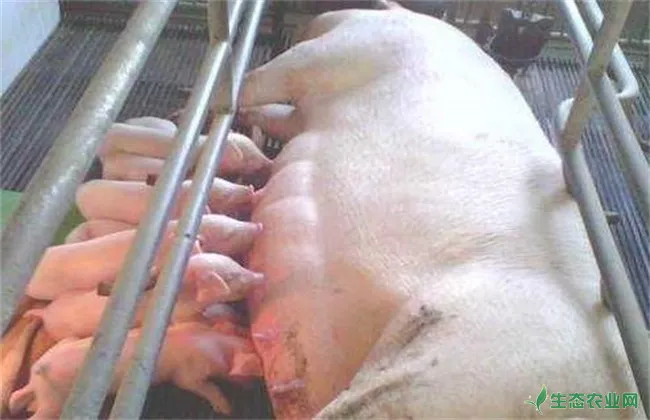 哺乳母猪进食少 哺乳母猪进食