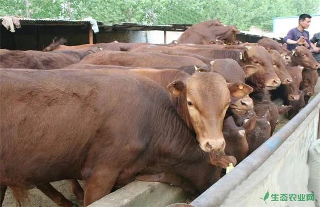 影响 肉牛饲料利用率 因素