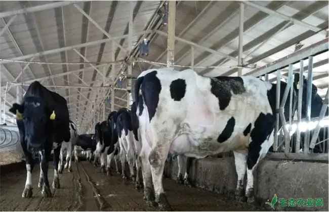 奶牛热应激的症状和防治措施