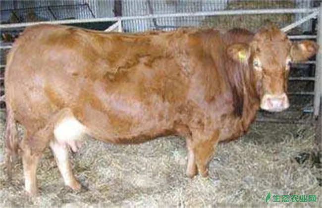 母牛妊娠期的饲养管理技术