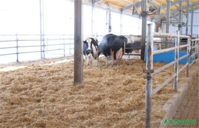 母牛产后瘫痪的原因及防治方法