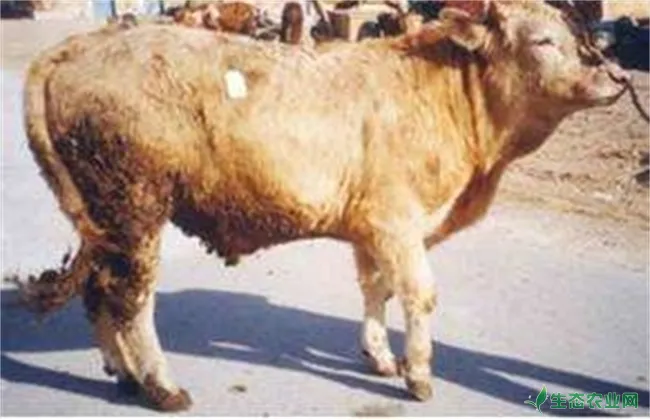 肉牛养殖常见的寄生虫症状及防治方法
