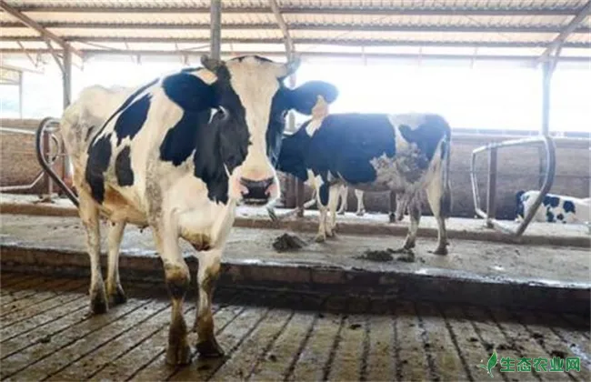 奶牛养殖常见的几大误区
