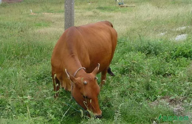 滇中牛养殖技术