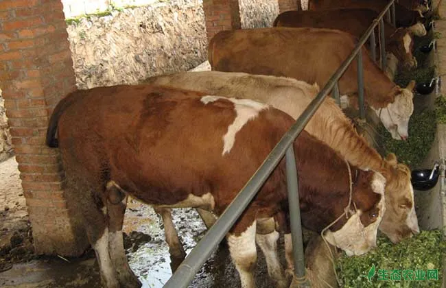 新生犊牛管理措施