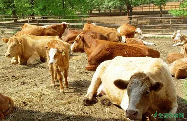 新生犊牛管理措施