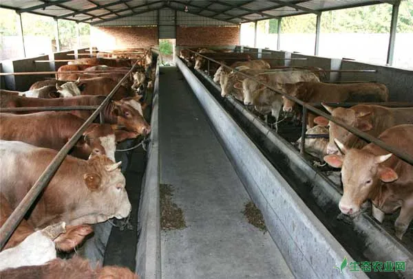 肉牛高效养殖管理技术