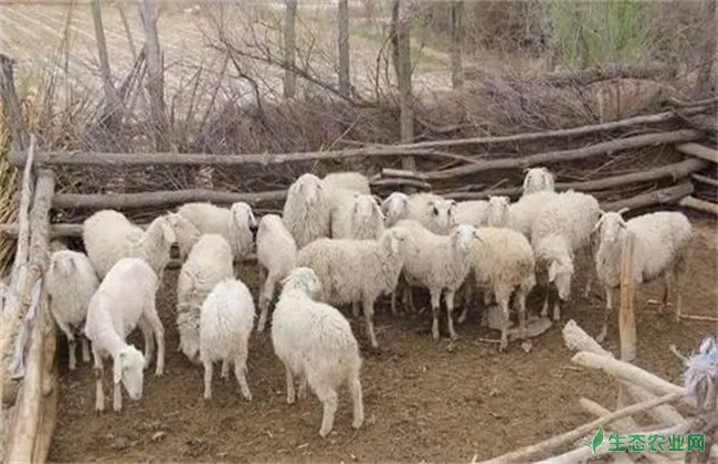 农村养羊技巧 养羊技术要点