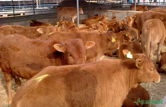 冬季孕牛的饲养管理技术