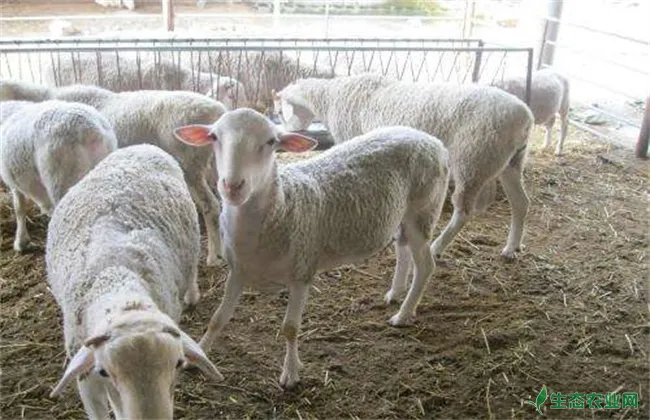 肉羊养殖赔钱 肉羊赔钱原因
