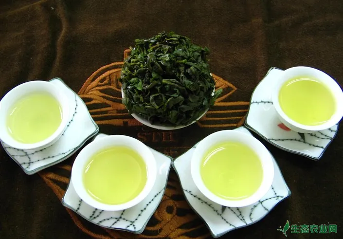青茶（乌龙茶）