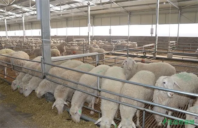 养羊 养羊实用技术 养羊技术