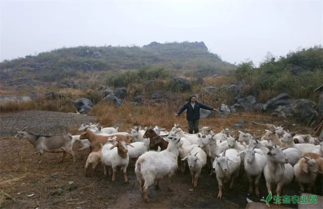 养羊 养羊实用技术 养羊技术