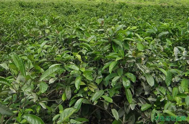 茶树越冬病虫害防治方法