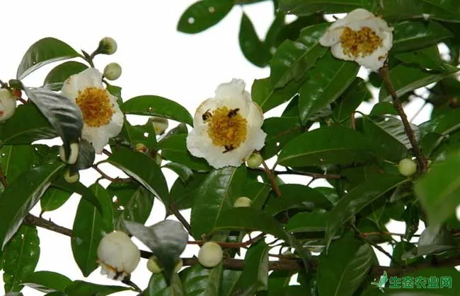茶树种子繁殖技术
