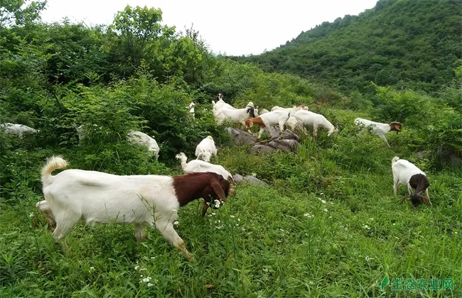 波尔山羊 引种初期 管理方法