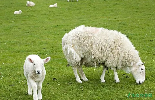 夏季绵羊养殖常见疾病防治方法
