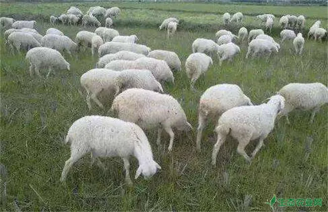 绵羊养殖注意事项