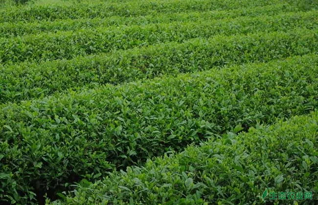 矮化密植茶园的种植管理技术