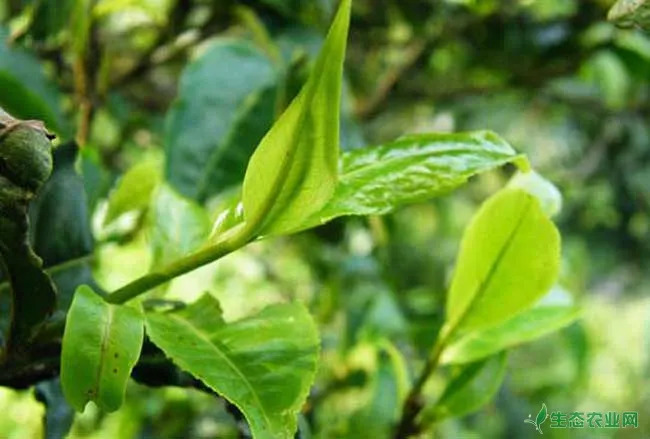 茶树神泽氏叶螨的特征与防治