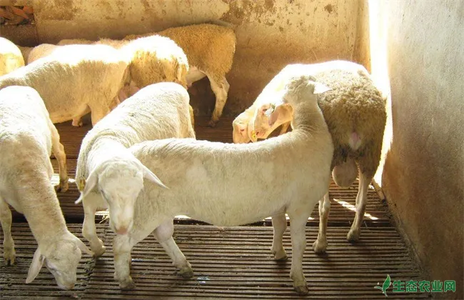 羊 注意事项 夏季