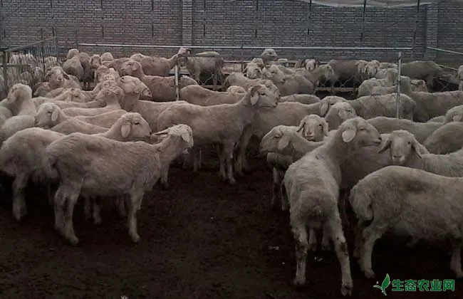 养羊赚钱吗