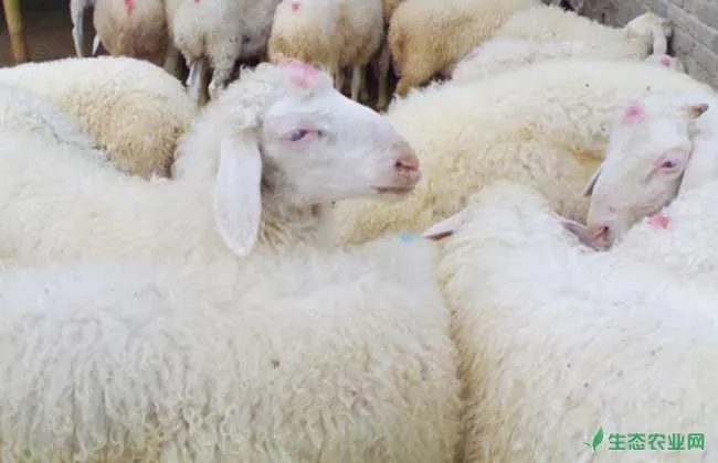 小尾寒羊的常见羊病防治方法